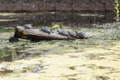 31H24_ColtonSaporaEngagement_001